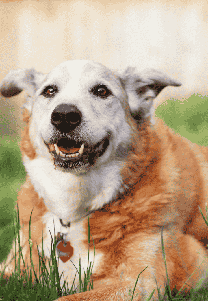 Senior Dog Cancer: Signs, Prevention, and Treatment from a Veterinarian in St. Charles